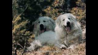 IN MEMORY  PERROS DE MONTAÑA DE LOS PIRINEOS  LA BORDA DURTX [upl. by Jaella]