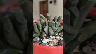 Haworthia Truncata Plant shorts succulent [upl. by Yekram356]