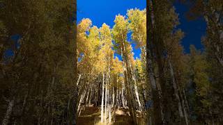 The aspens in Flagstaff are a mustsee right now 🤩 [upl. by Moses]