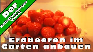 Erdbeeren im Garten anbauen und die Schwierigkeiten [upl. by Mahgem]