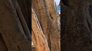 Mayan melipona stingless honey bees swarming tree Playa del Carmen Mexico tropical Caribbean insects [upl. by Zina]