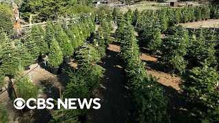 Christmas tree farm rents live trees every year [upl. by Ahsratal314]