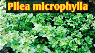 All about Pilea microphyllaRock weedArtillery plantJoypowder care [upl. by Christy]