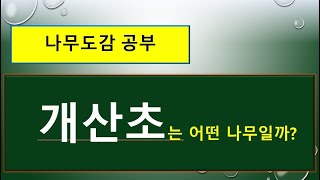 개산초 vs 산초나무 vs 초피나무  서로 다른 차이점 [upl. by Davin866]