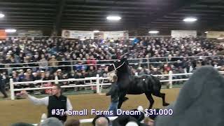 Percheron mare clips compilation with prices 2022 Gordyville Draft horse sale [upl. by Maillil]