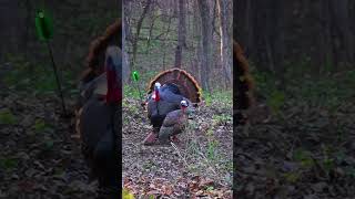 One Blade Across the Neck Turkey Bowhunt [upl. by Namreg]