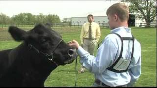 Sure Champ Showmanship Tips [upl. by Hollington]