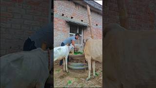 aaj may cow ko khana diya 🐄🫢shorts ytshorts minivlog nitish 84yatrending 🙏 please support 🙏🙏 [upl. by Ehman225]