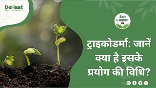 ट्राइकोडर्मा क्या है🧐👉 Trichoderma Ka Upayog Kaise Karen agriculture indianfarming farming [upl. by Nilahs689]