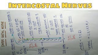 Intercostal Nerves  Part 1  Chart  The Charsi of Medical Literature [upl. by Rajewski]