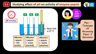 BIOLOGY SPM FORM 4 ACTIVITY 52 EXPERIMENT EFFECT OF pH ON ACTIVITY OF ENZYME PEPSIN kssm [upl. by Lange]