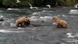 Brett 482 pirates from another bear July 8 2024 Exploreorg Brooks falls [upl. by Nuoras219]