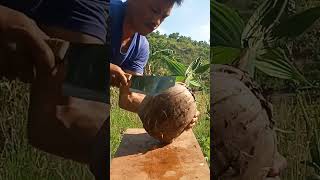 fantastic sprouted coconut peeled skills [upl. by Connors]