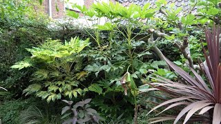 Fatsia japonica  Rate of Growth 2019  2024 [upl. by Atnad]