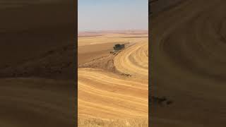 Palouse Colfax WA Winter Wheat Harvest [upl. by Nibla]