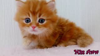 Fluffy Orange Kitten With Blue Eyes  Too Cute [upl. by Felten]