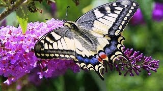 Butterflies and Flowers  1 Hour Nature Meditation with Soothing Music [upl. by Oned98]