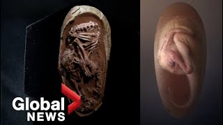 Perfectlypreserved dinosaur embryo found inside fossilized egg in China [upl. by Frederica656]