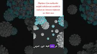 Immunogen Antigen Haptens amp Epitopes مفاهيم مهمة لفهم المناعة medicalstudent lnl immunology [upl. by Zielsdorf470]