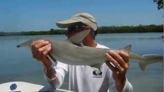 Bonnethead Shark Identification [upl. by Nnahs]