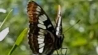 Slow Motion Butterflies  Casio EXF1 Upscaled to 720p HD [upl. by Atkinson]