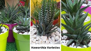 41 Best Haworthia Species with names  Haworthia varieties Types of Haworthia  Haworthia Succulent [upl. by Hulbig934]