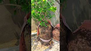 Transplanting of madhu kamini flower garden gardening shorts plant plants diy [upl. by Benita988]