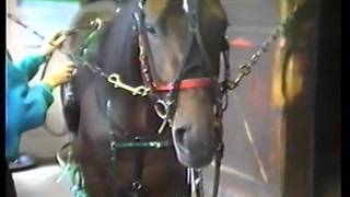 How to Harness a Standardbred [upl. by Gruver]