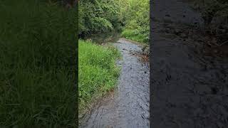 Creek Life shorts asmr nature creek hiking whitenoise duck dragonfly [upl. by Ahseihs]