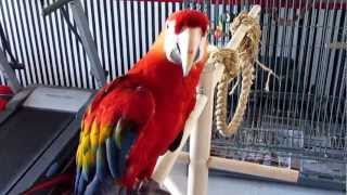 LARGE SINGING  DANCING  TALKING MACAW [upl. by Boaten]