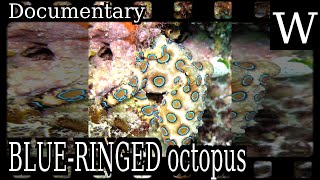 BLUERINGED octopus  WikiVidi Documentary [upl. by Najram]