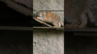 Pallas’s Cat Sneaking [upl. by Enowtna132]