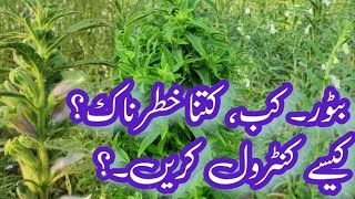 Sesame Phyllody  How to control Sesame Phyllody  تل کا بٹور کیسے کنٹرول کیا جائے۔؟ تل کی بیماریاں۔ [upl. by Sikorski1]