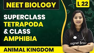 Superclass  Tetrapoda amp Class  Amphibia  Animal Kingdom  L22  NEET Biology [upl. by Gnagflow]