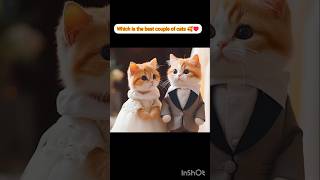 Which is best 😺😻👍cat aishortfeed ytshortsasmr [upl. by Springer955]