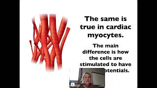 2C Cardiac Myocytes [upl. by Tihor]