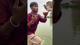 Kabuter ne Bacha liya magarmach se 😱🕊️👌pigeon shortvideo shortsfeed yt viralvideo 😱🕊️🙏🏻 [upl. by Yregerg]