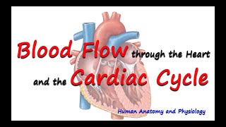 Cardiac Cycle and Blood Flow  Anatomy and Physiology [upl. by Ardnas208]