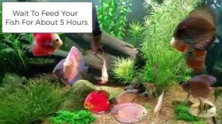 Acclimating Tropical Fish From Wattley Discus [upl. by Prunella]