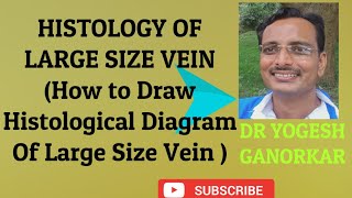 HISTOLOGY OF LARGE SIZE VEIN  HOW TO DRAW HISTOLOGICAL DIAGRAM OF LARGE SIZE VEIN BY DR YOGESH [upl. by Audra]