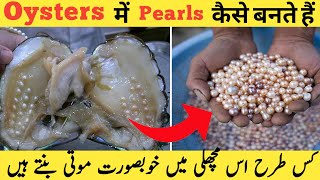 How pearls are formed in Oysters  Formation of Pearls  How oysters make pearls Shorts Pearls [upl. by Eniledgam]