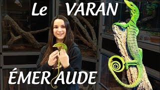 Des varans qui jouent comme des chats   Varanus prasinus [upl. by Lewanna]