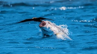 Un poisson gobe un oiseau en plein vol  ZAPPING SAUVAGE [upl. by Adele65]