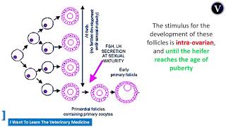 Cattle Theriogenology 4 Puberty and Development of primoridial follicle [upl. by Golda]