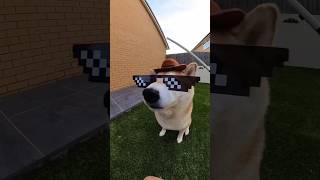 Funny moments of cute puppy 🐱🐕 viralshorts [upl. by Eipper]