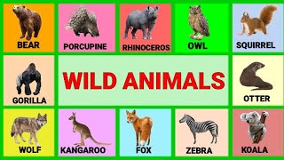 Wild Animals Flashcards in English [upl. by Osber]