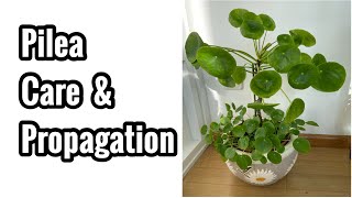 Pilea peperomioides Care amp Propagation PlantswithTasmin [upl. by Tamara]