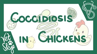 Coccidiosis in Chickens  causes pathophysiology life cycle diagnosis prevention [upl. by Ahsaercal]