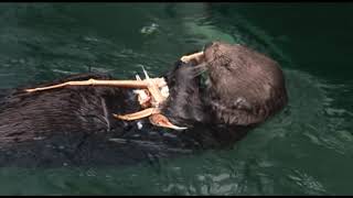 Sea Otters eating King Crab [upl. by Helse]