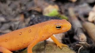 How to Care for Newts and Salamanders A General Care Guide Part 1 [upl. by Itida]